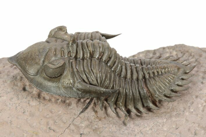 Metacanthina Trilobite - Top Quality Preparation #243928